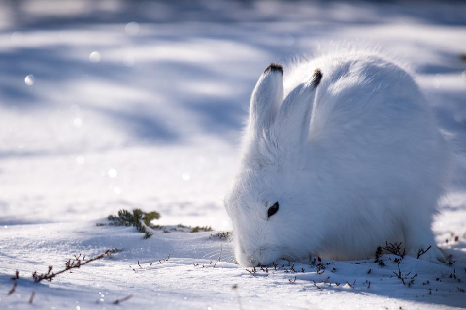 Arctic hare in Churchill
