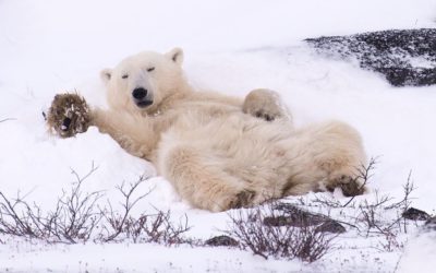 Churchill Polar Bear Season Polar Bears and Hare