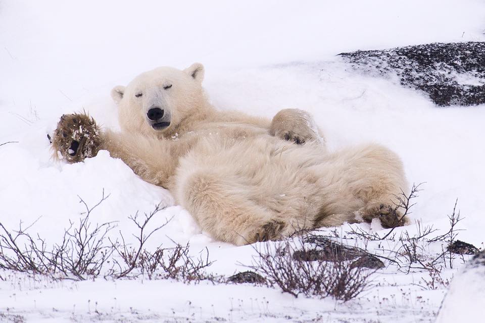 polar bear in Churchill, Manitoba