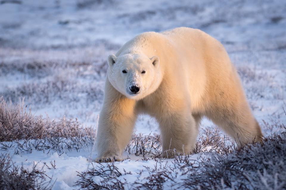 Churchill polar bear on the tundra.