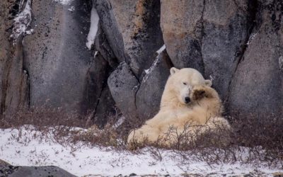 Churchill Photo of the Week – Sleepy Polar Bear