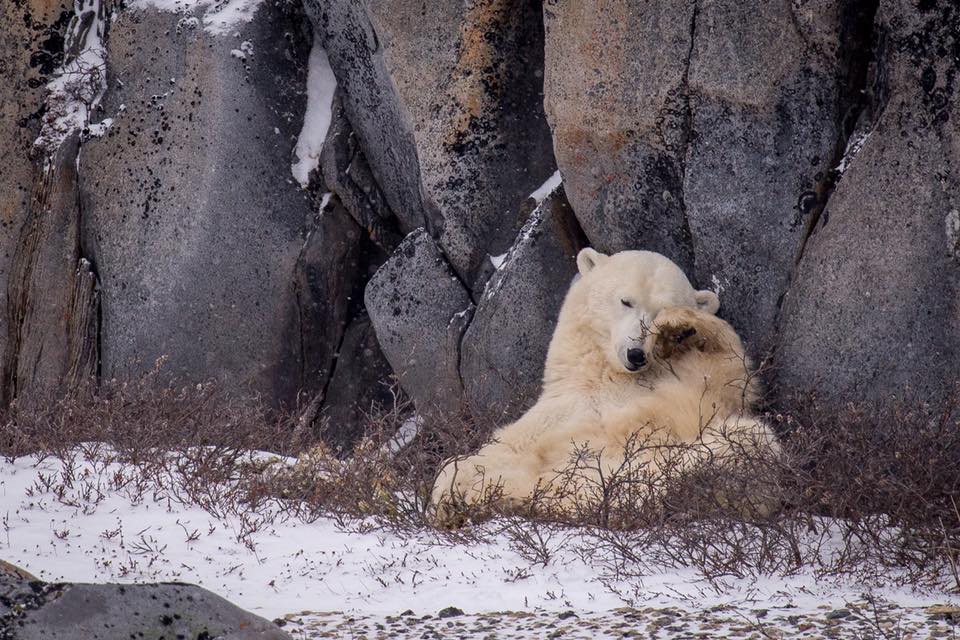 polar bear napping in Churchill