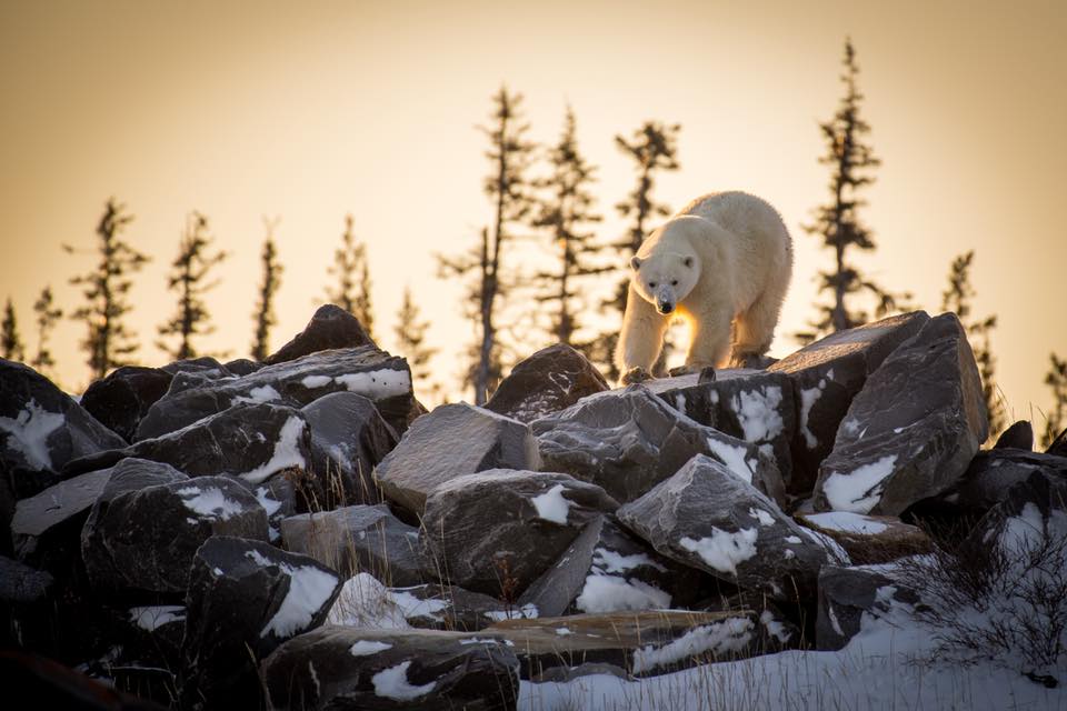polar bear in Churchill