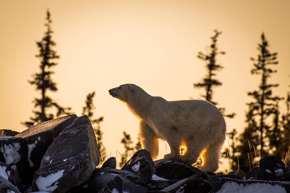 Polar bear in Churchill