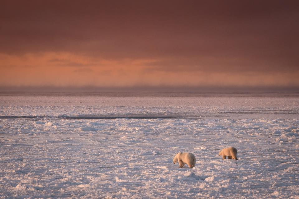 Churchill polar bears on the ice.