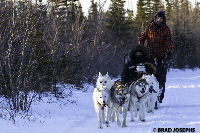 churchill dog sledding