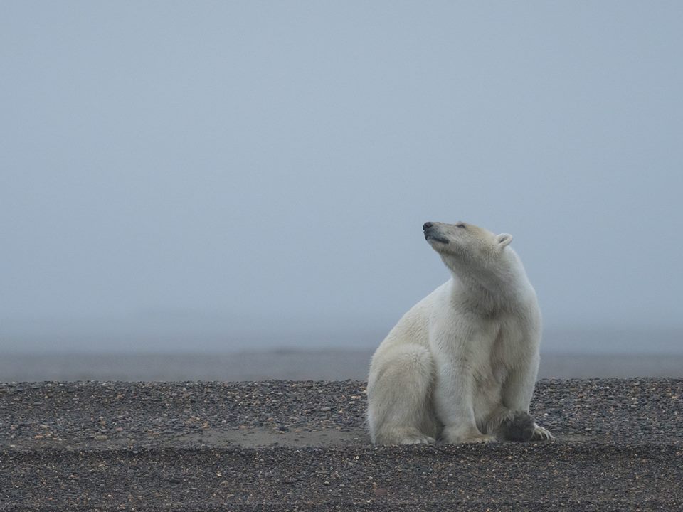 churchill polar bear