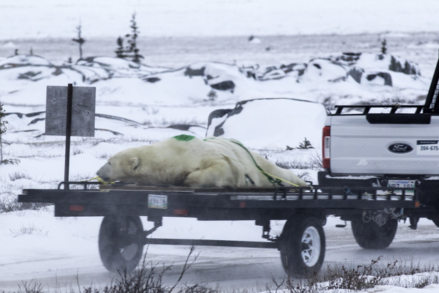sedated polar bear in Churchill