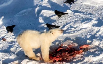 Churchill Photo of the Week – Seal Meal