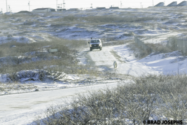 polar bear alert churchill chasing polar bear