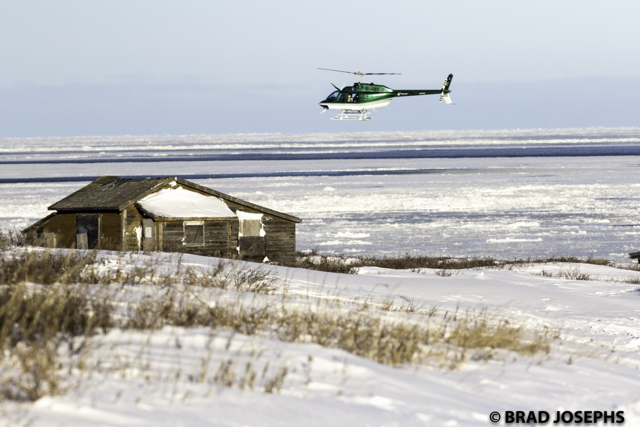 polar bearPolar bear alert helicopter in Churchill