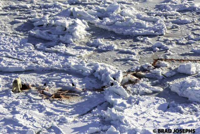 polar bear hunting seals on Hudson Bay ice