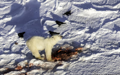 Churchill Sunday Photo – Ice Meal