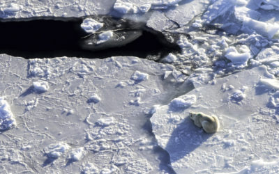 Churchill Family Trip—Amazing End-of-Season Action