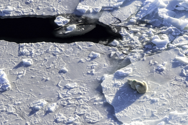Polar bear hunting seals