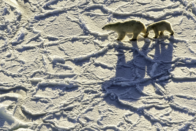 polar bear sow and cub searching for seals