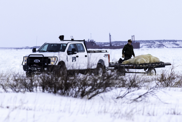 polar bear release Churchill