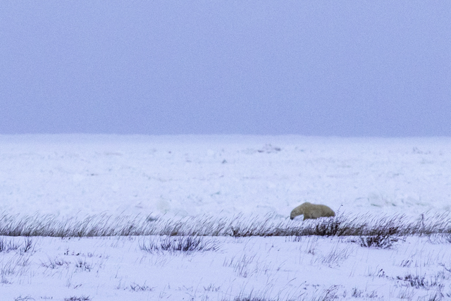 polar bear release Churchill, Manitoba