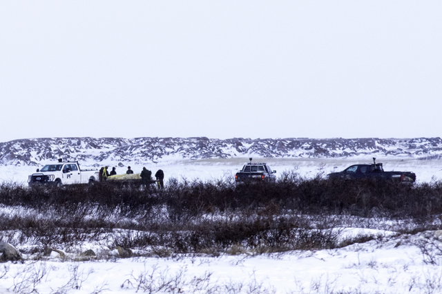 polar bear release Churchill