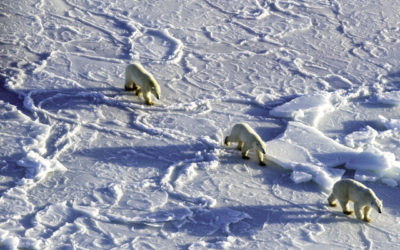 Nunatsiavut Wildlife Manager Optimistic on Polar Bears