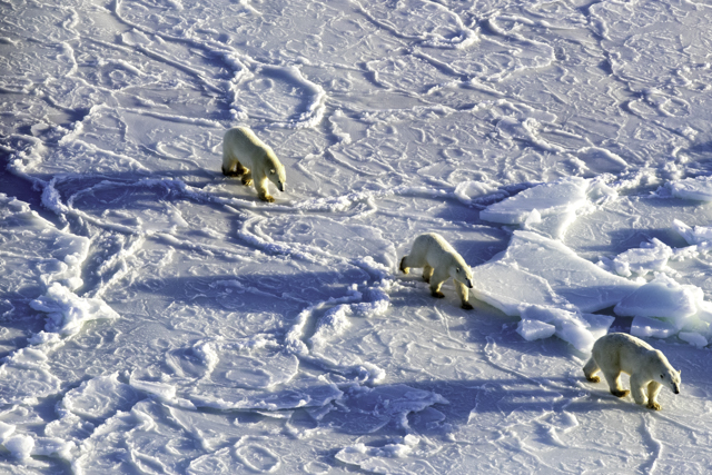 Mom and two 2 -year old polar bear cubs