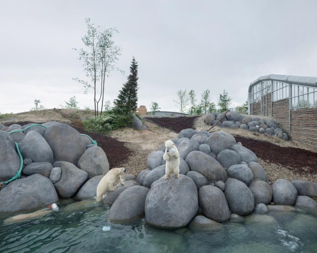 polar bears