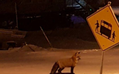 Churchill Photo of the Week – Red Fox