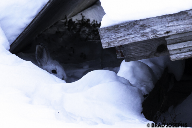 Snowshoe hare in Churchill, Manitoba