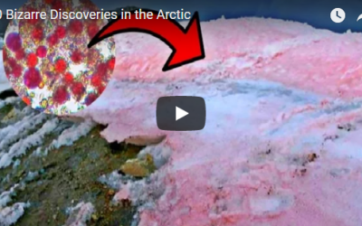 Churchill Weekly Video – Arctic Discoveries