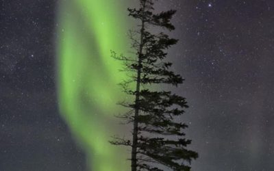 Churchill Sunday Photo – Aurora Tree