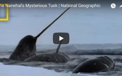 Unicorn of the Sea – Narwhals