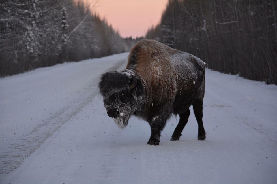 Buffalo road block Fort Chipewyan