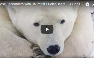 Churchill Video of the Week – Polar Bears