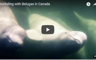 Churchill Video of the Week