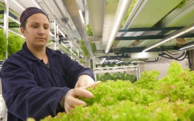 Churchill Loving Hydroponic Garden