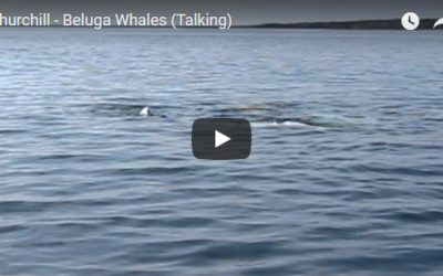 Churchill Weekly Video – Sea Canaries