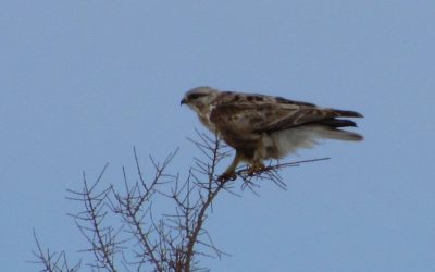 Churchill Highlight Photos