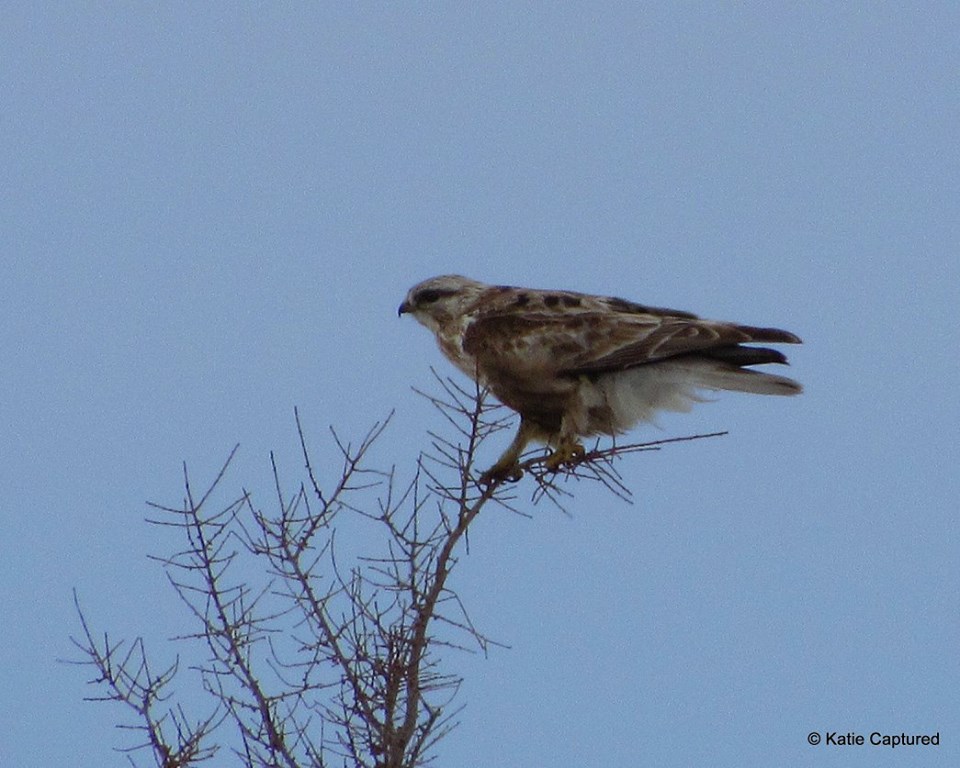 Churchill gyr falcon