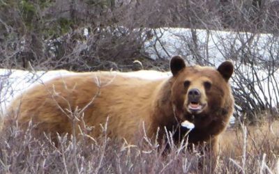 Churchill Photo of the Week