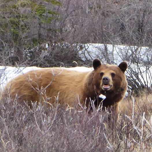 Cinnamon black bear churchill
