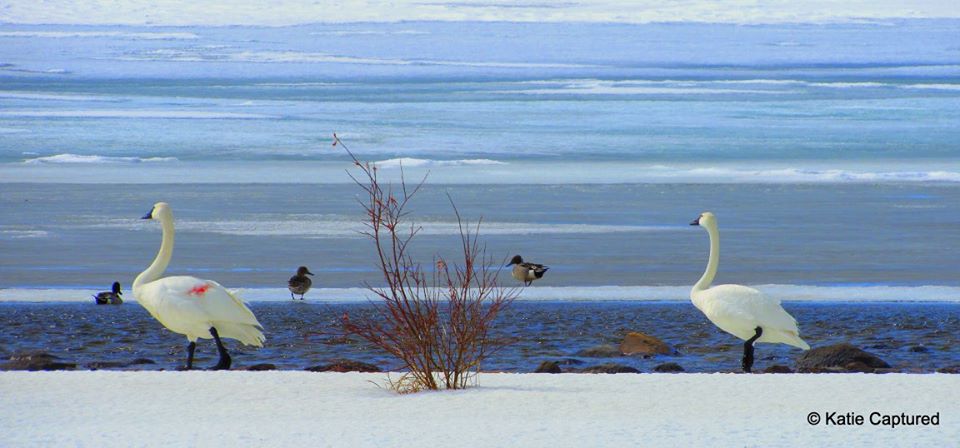 tundra swans churchill