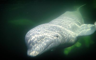 Churchill Photo of the Week – Beluga