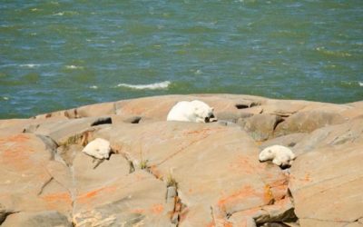 Polar Bears on the Rocks