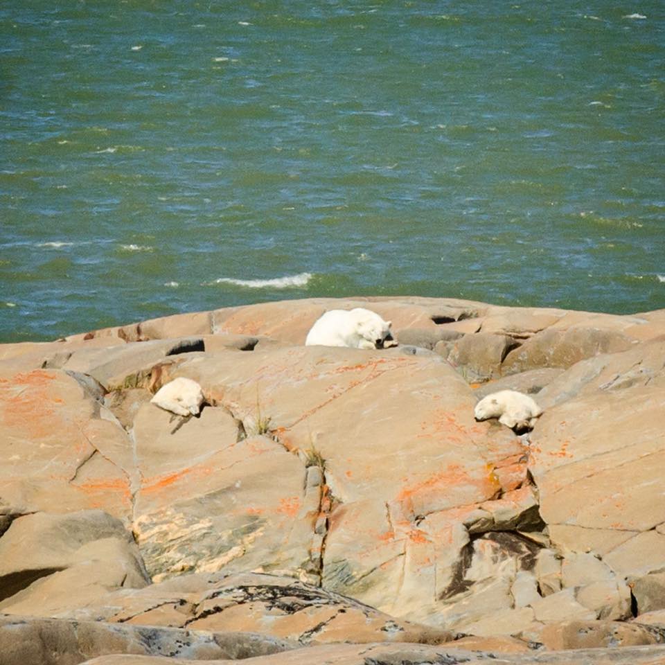 Polar bears in Churchill