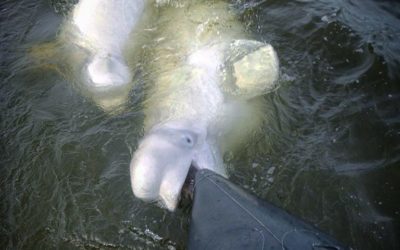 Churchill Photo of the Week – Beluga Bite