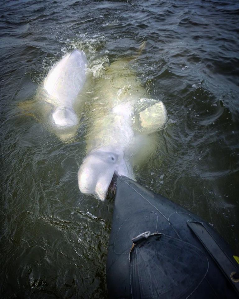 belugas and zodiac in Churchill