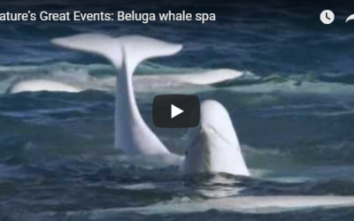 Churchill Video of the Week – Belugas