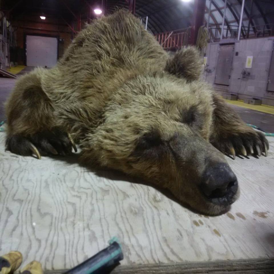 Barren - ground grizzly in Churchill, Manitoba.