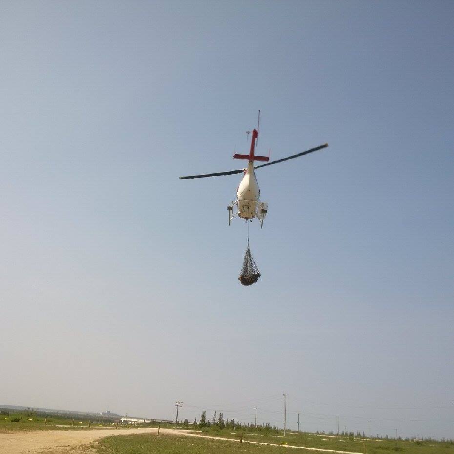 airlift of Barren - ground grizzly in Churchill.