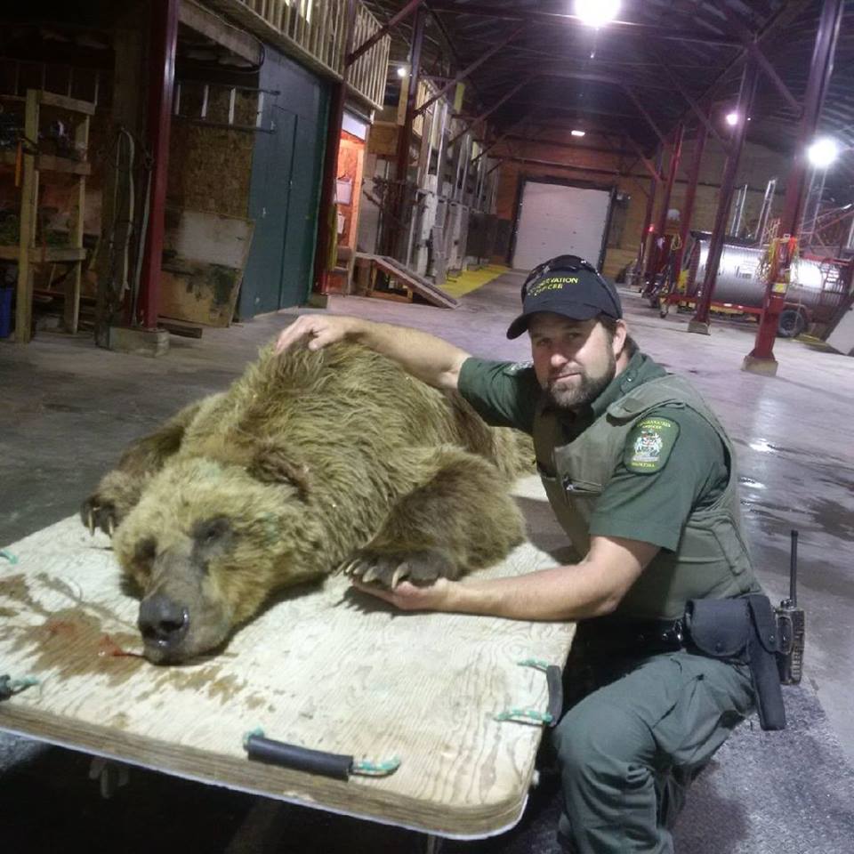 barren ground grizzly in Churchill